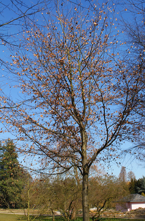 Изображение особи Fagus sylvatica.