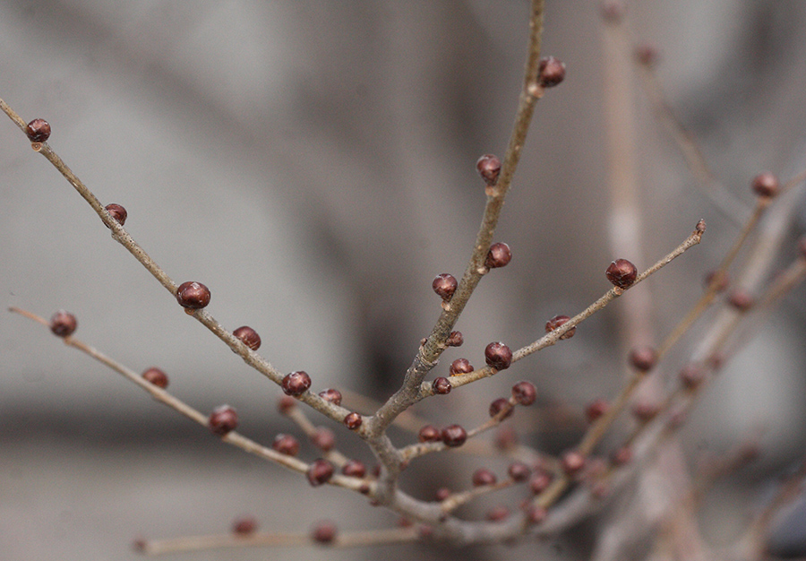 Image of genus Ulmus specimen.