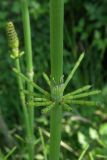 Equisetum ramosissimum. Часть побега. Крым, Севастополь. 29 мая 2009 г.