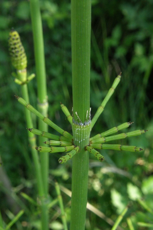 Изображение особи Equisetum ramosissimum.