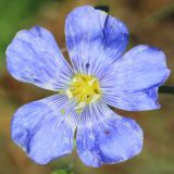 Linum austriacum