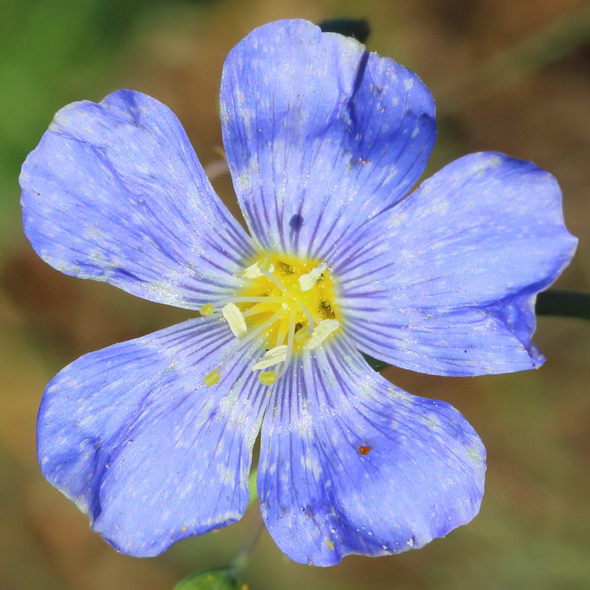 Изображение особи Linum austriacum.