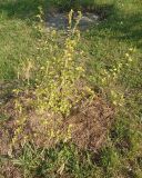 genus Betula. Цветущее деревце. Украина, г. Запорожье, Запорожский детский ботанический сад. 27.04.2013.