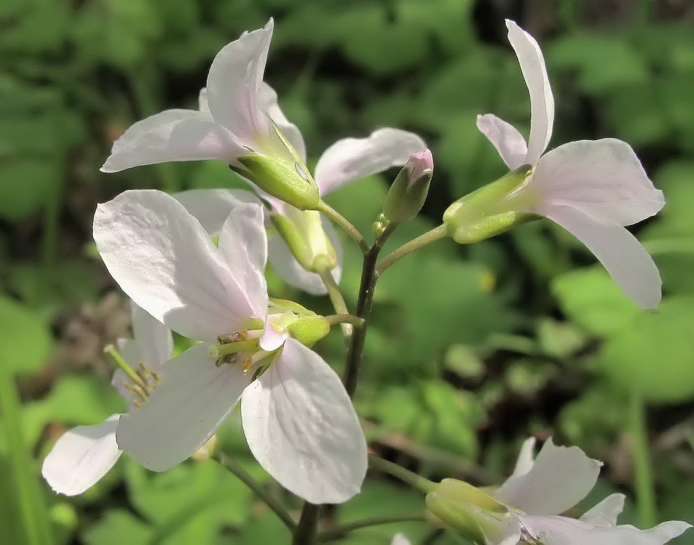 Image of Cardamine trifida specimen.