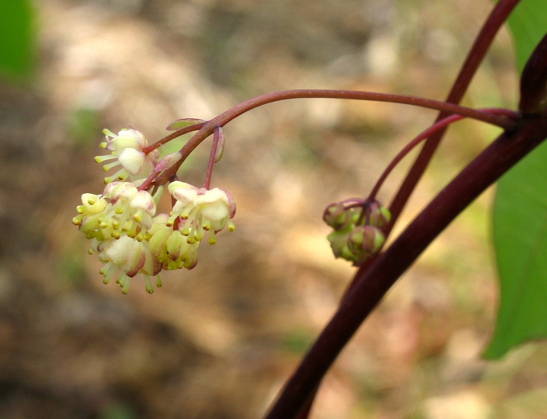 Изображение особи Menispermum dauricum.