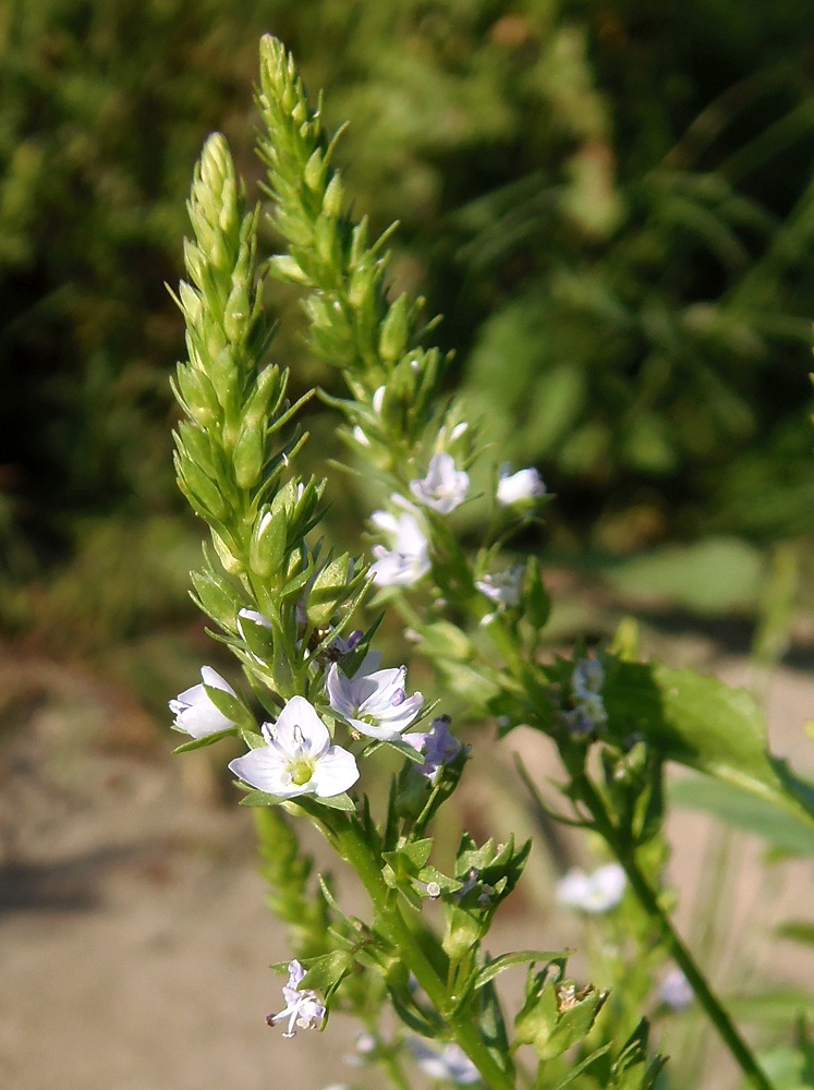 Image of Veronica anagallis-aquatica specimen.