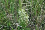 Pedicularis venusta