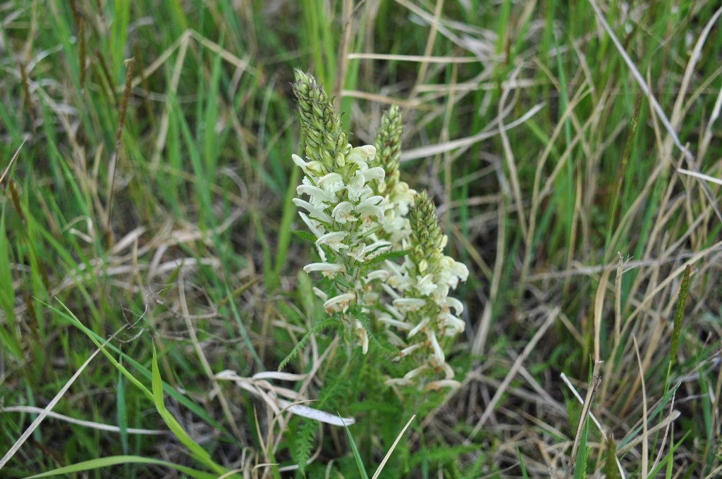 Image of Pedicularis venusta specimen.