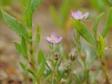 Spergularia rubra