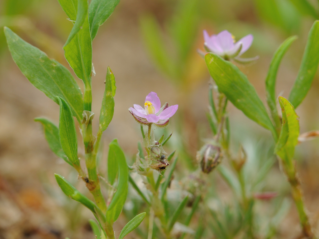 Изображение особи Spergularia rubra.