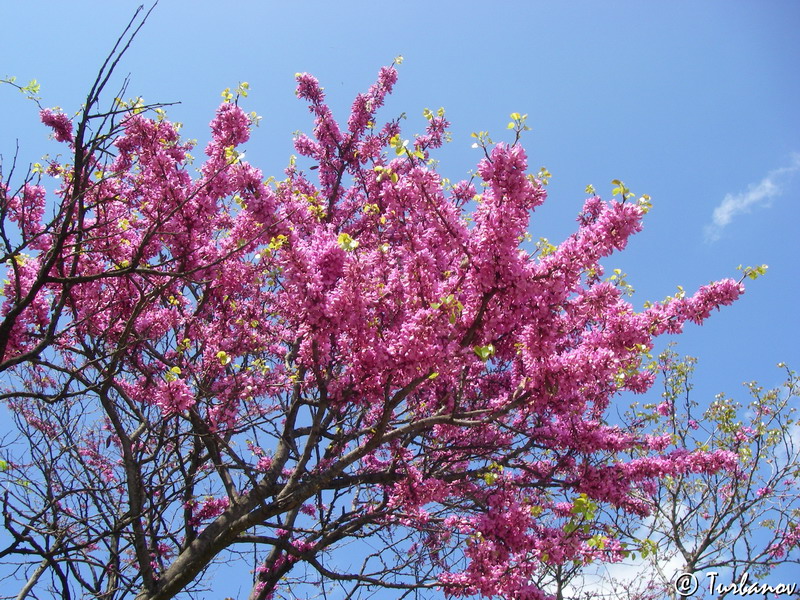 Image of Cercis siliquastrum specimen.