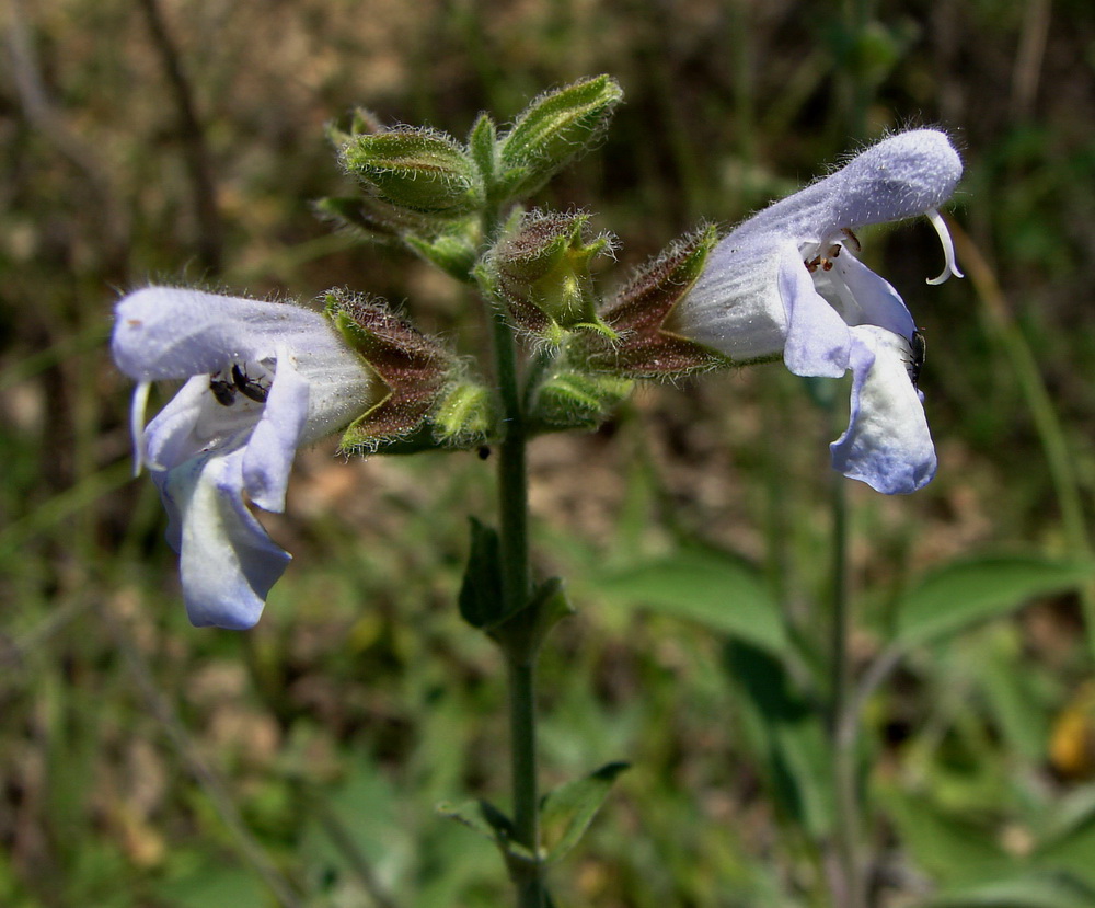 Изображение особи Salvia tomentosa.