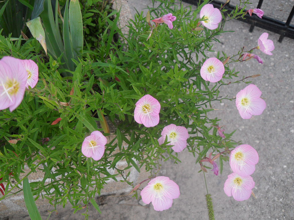 Image of Oenothera speciosa specimen.