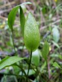 Ranunculus flammula. Лист. Московская обл., Лотошинский р-н, окр. дер. Савостино. 02.08.2013.