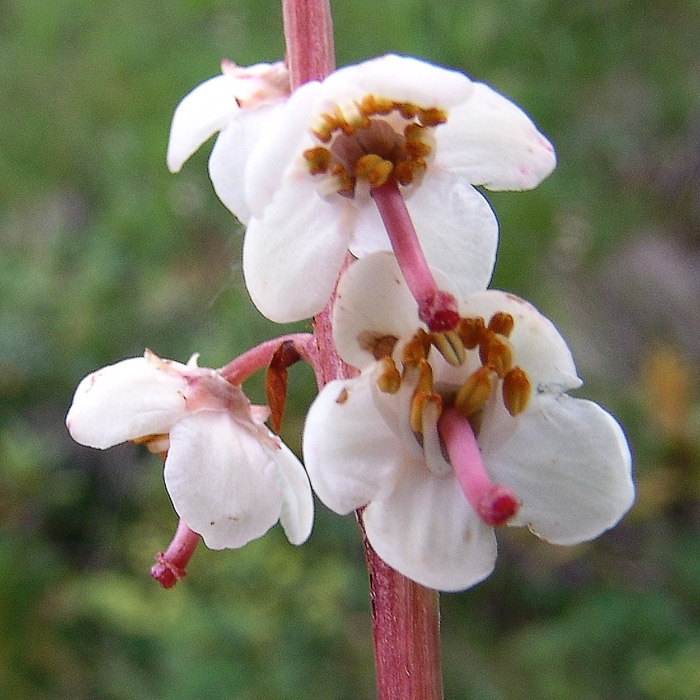 Image of Pyrola rotundifolia specimen.