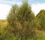 Salix × lispoclados