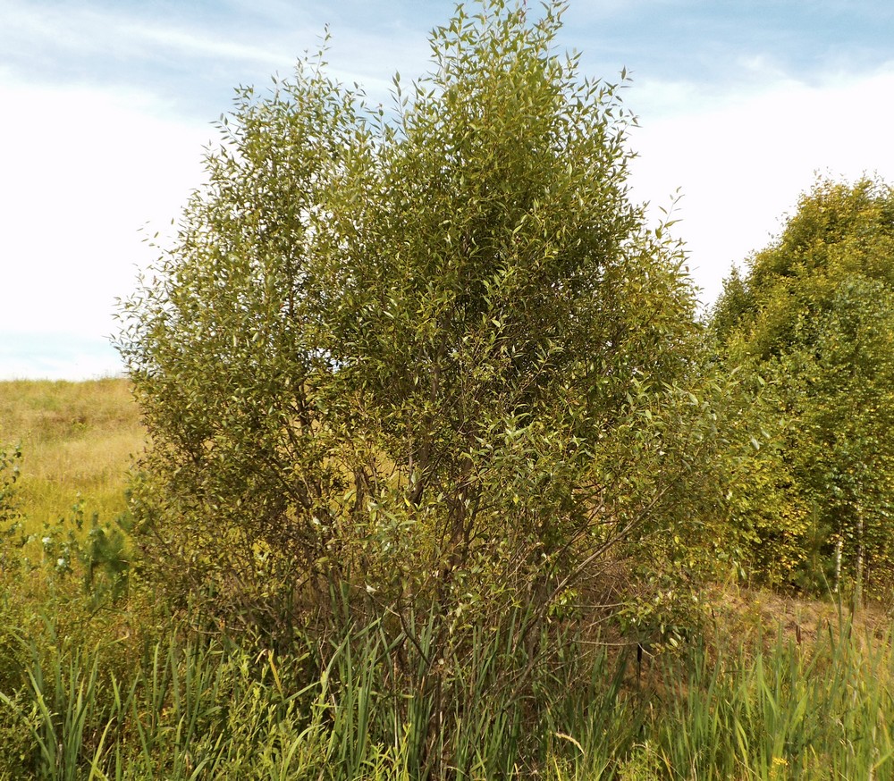Image of Salix &times; lispoclados specimen.