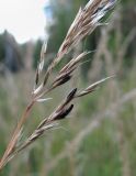 Calamagrostis arundinacea. Часть соплодия, поражённого спорыньёй (Claviceps sp.). Архангельская обл., Холмогорский р-н, окр. пос. Усть-Пинега, у небольшой дороги. 28.08.2013.