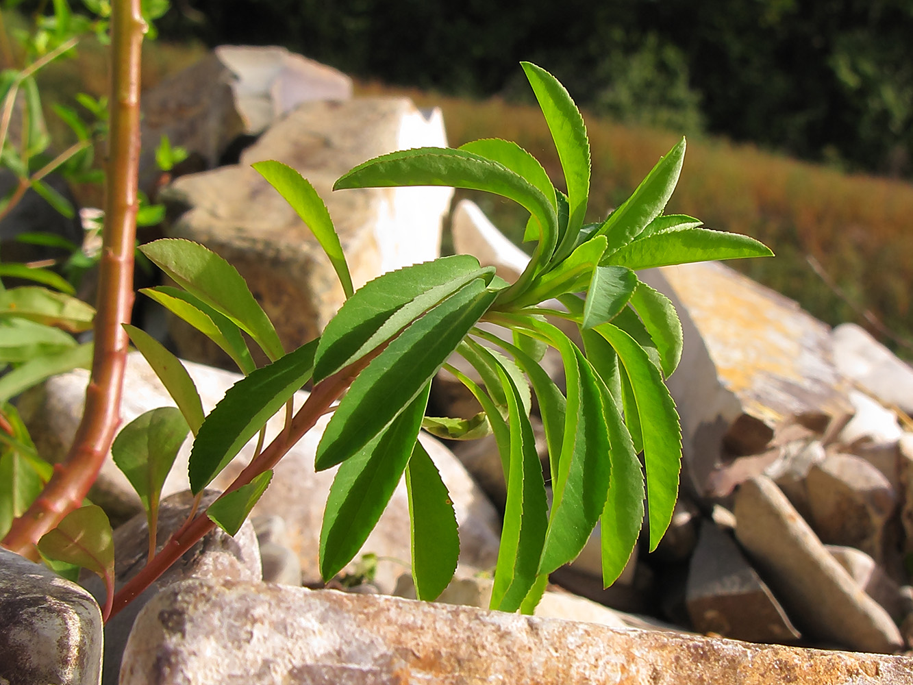 Изображение особи Euphorbia stricta.