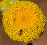 Anthemis tinctoria. Соцветие. Израиль, Голаны, гора Бенталь. 16.05.2013.