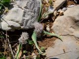 Allium libani