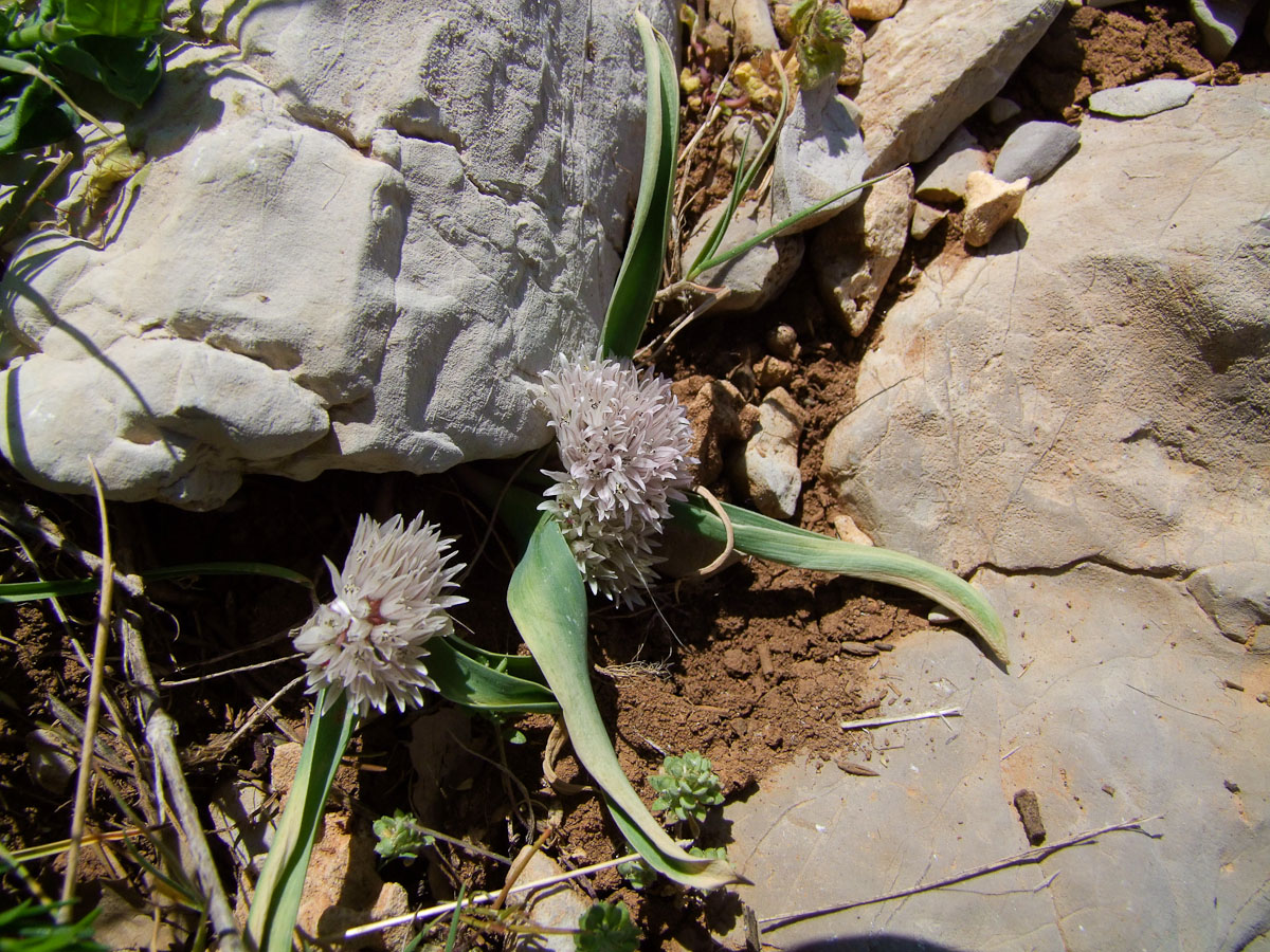 Image of Allium libani specimen.