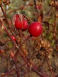 genus Rosa