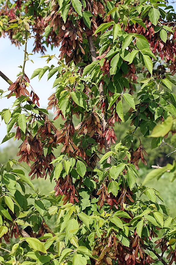 Image of Acer negundo specimen.