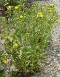 Grindelia squarrosa