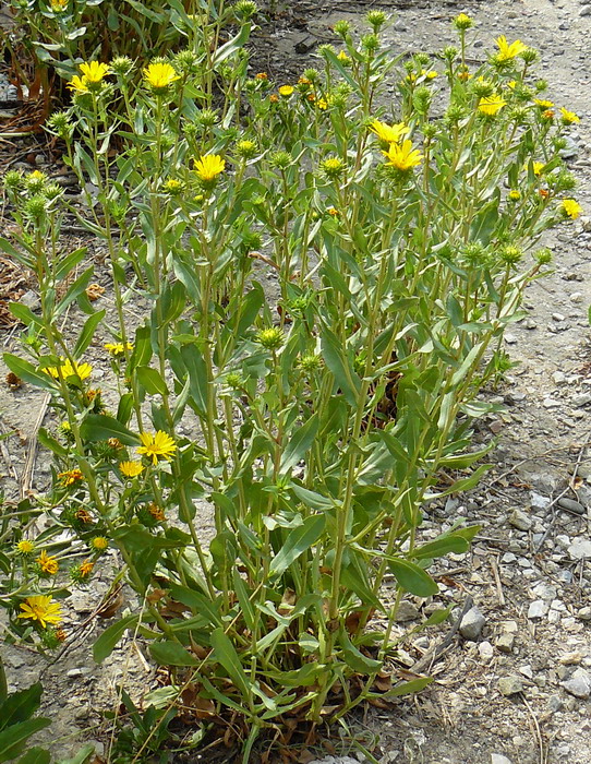 Image of Grindelia squarrosa specimen.