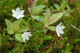 Trientalis europaea