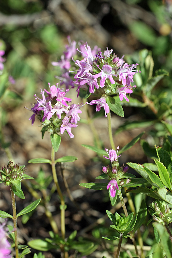 Изображение особи род Thymus.