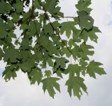 Acer saccharum. Верхушка ветви. Германия, г. Дюссельдорф, Ботанический сад университета. 14.08.2013.