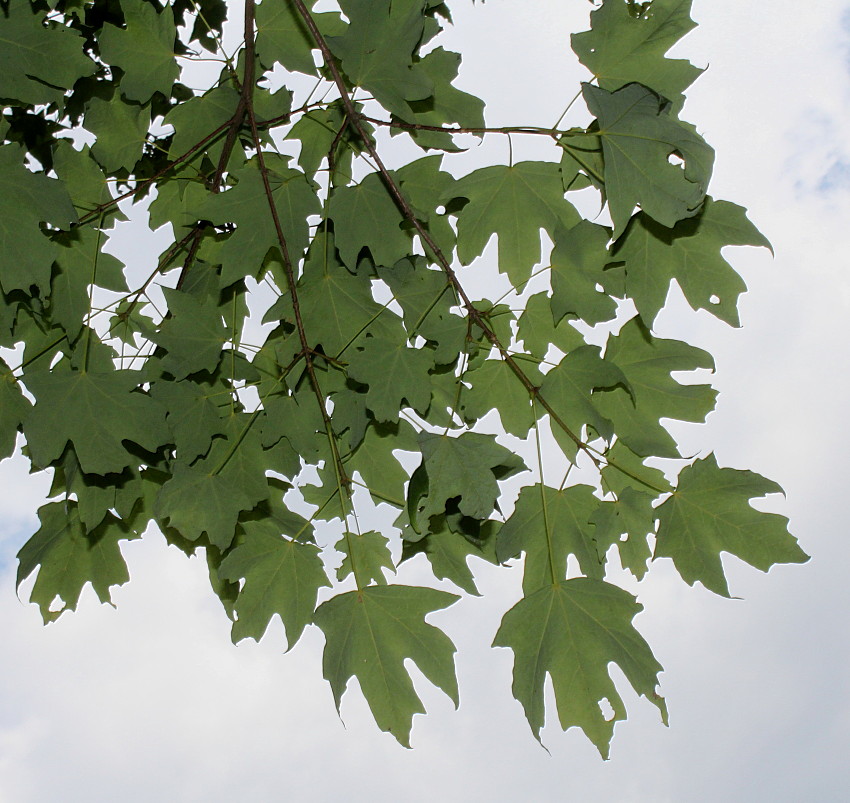 Image of Acer saccharum specimen.