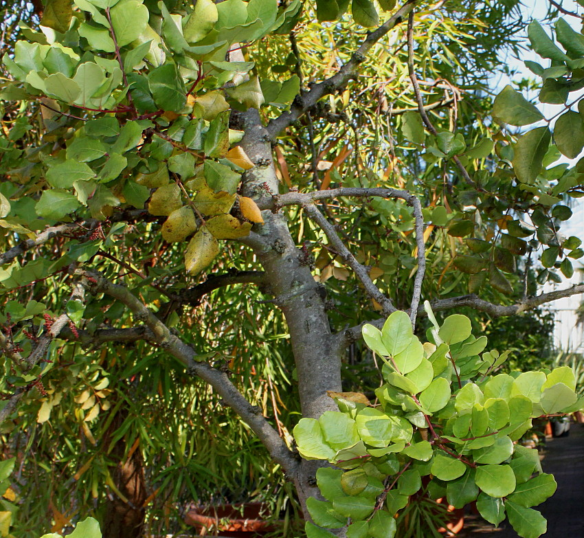 Image of Ceratonia siliqua specimen.