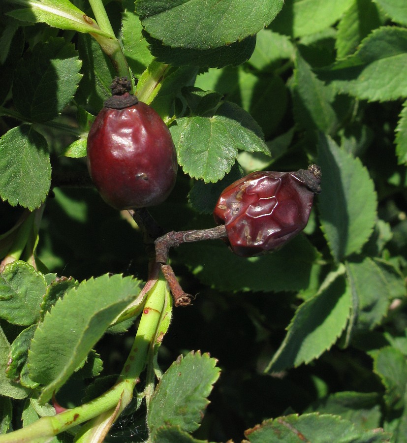 Image of genus Rosa specimen.