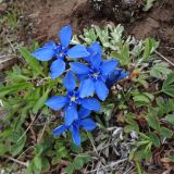 Gentiana uniflora