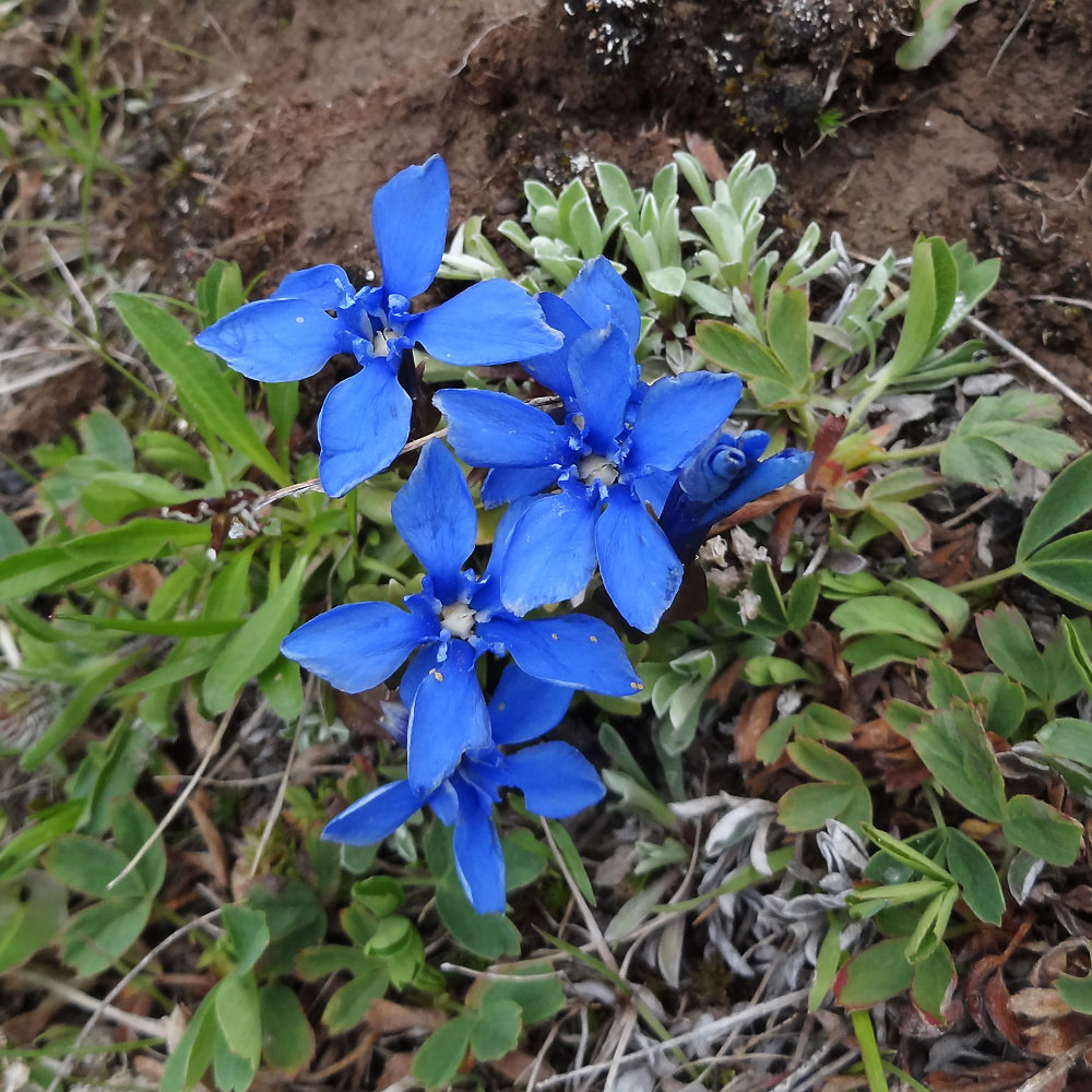 Изображение особи Gentiana uniflora.