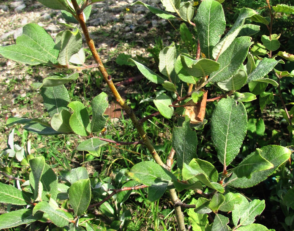 Image of Salix caprea specimen.