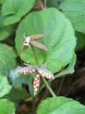 Viola selkirkii. Плоды. Томская обл., окр. г. Томск, сосновый лес. 05.07.2009.