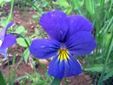 Viola tricolor