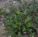 genus Plantago