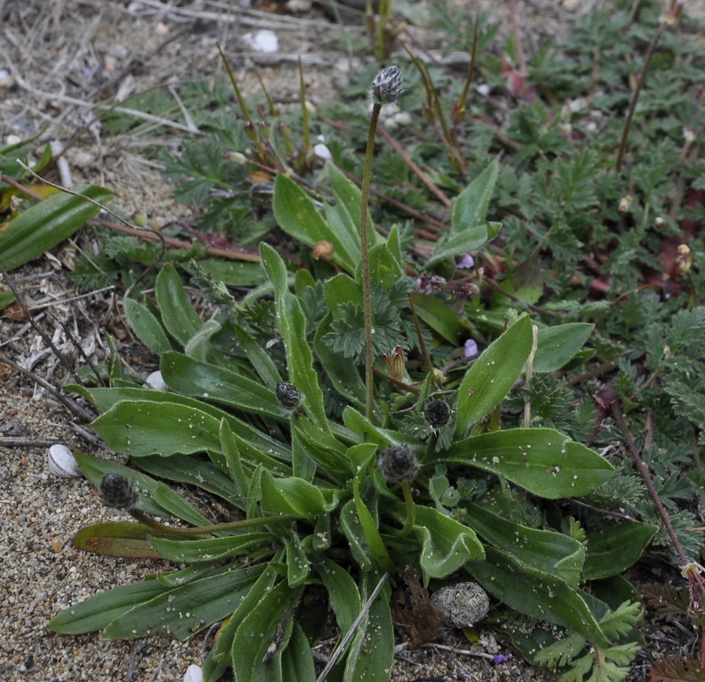 Изображение особи род Plantago.