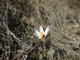 Crocus reticulatus. Цветущее растение на степном склоне. Украина, Одесская обл., с. Холодная Балка, берег лимана Хаджибей. 08.03.2014.