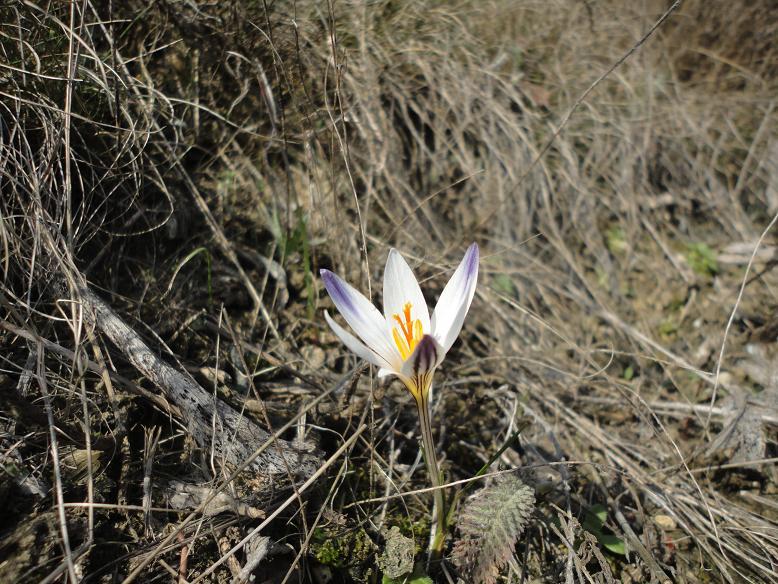 Image of Crocus reticulatus specimen.