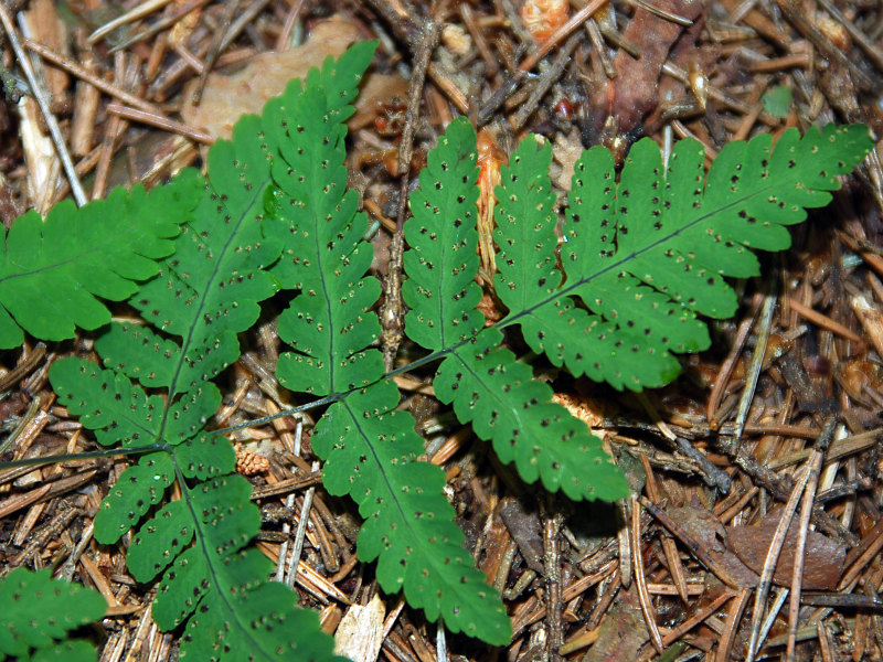 Image of Gymnocarpium dryopteris specimen.