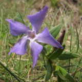 Vinca herbacea. Верхушка побега с цветком. Краснодарский край, м/о Анапа, окр. пос. Бол. Утриш, можжевеловое редколесье, обрывисто-осыпной береговой склон. 05.04.2014.