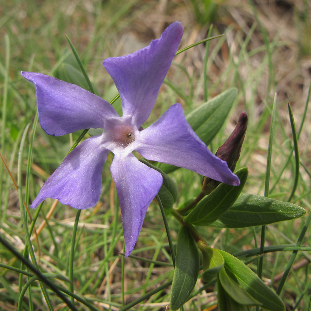 Изображение особи Vinca herbacea.