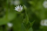 Stellaria neglecta. Цветок. Молдова, Кишинев, Дендропарк. 13.04.2014.