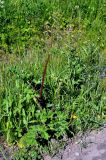 Heracleum sibiricum. Расцветающее растение. Карелия, Ладожское озеро, остров Валаам. 23.06.2012.